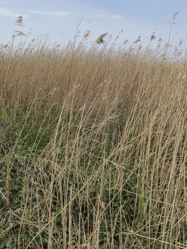 common reed from Burton, Neston CH64 5SF, UK on April 26, 2026 at 01:26 ...