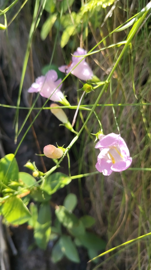 Agalinis linarioides (Agalinis linarioides)
