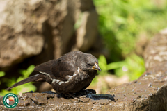 Bubalornis albirostris