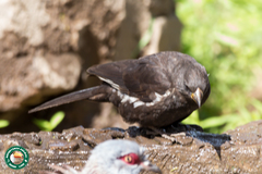 Bubalornis albirostris