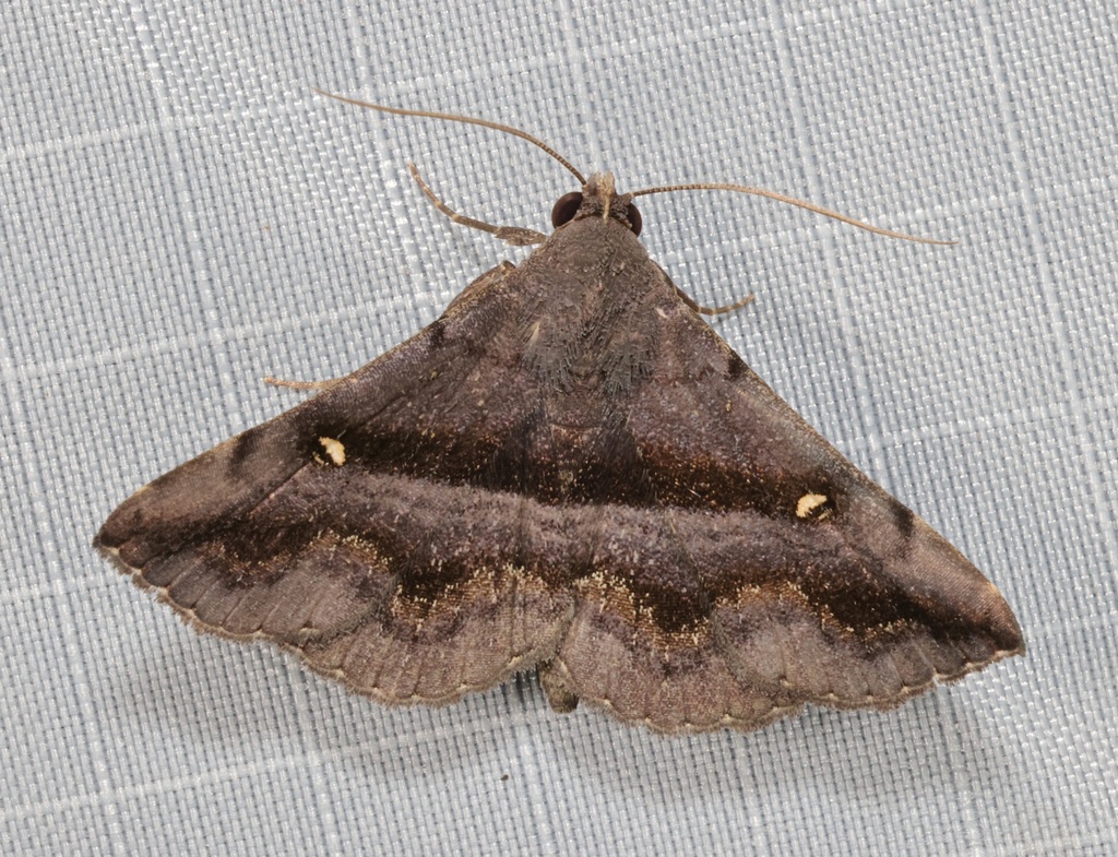 Hadennia mysalis