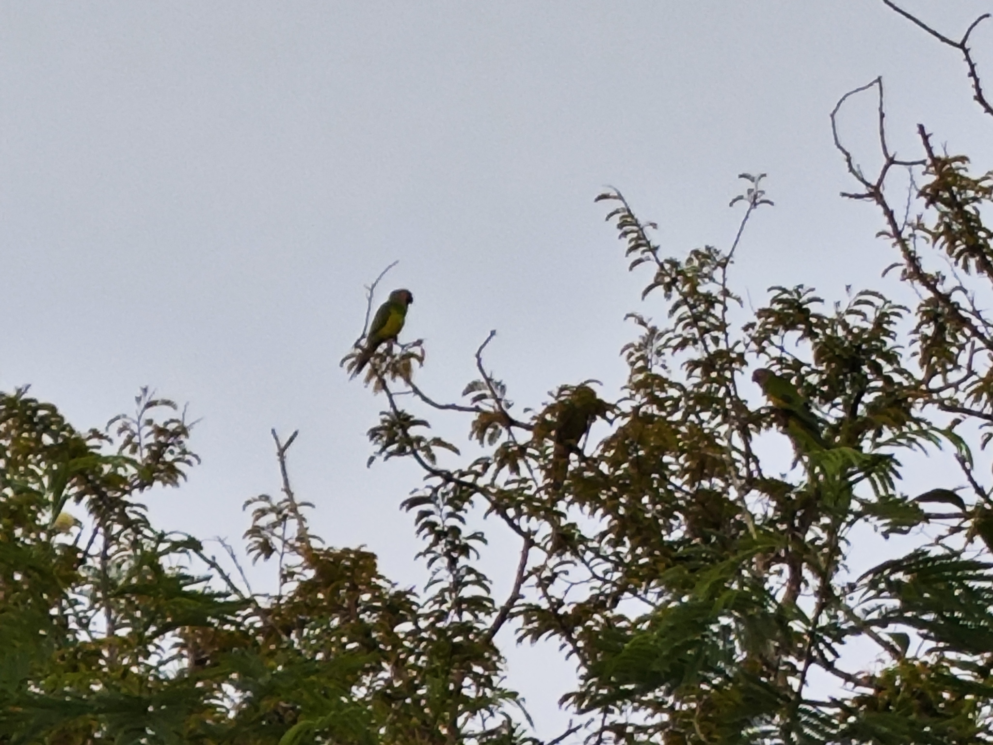 Dusky-headed Parakeet (Aratinga weddellii), photo 3