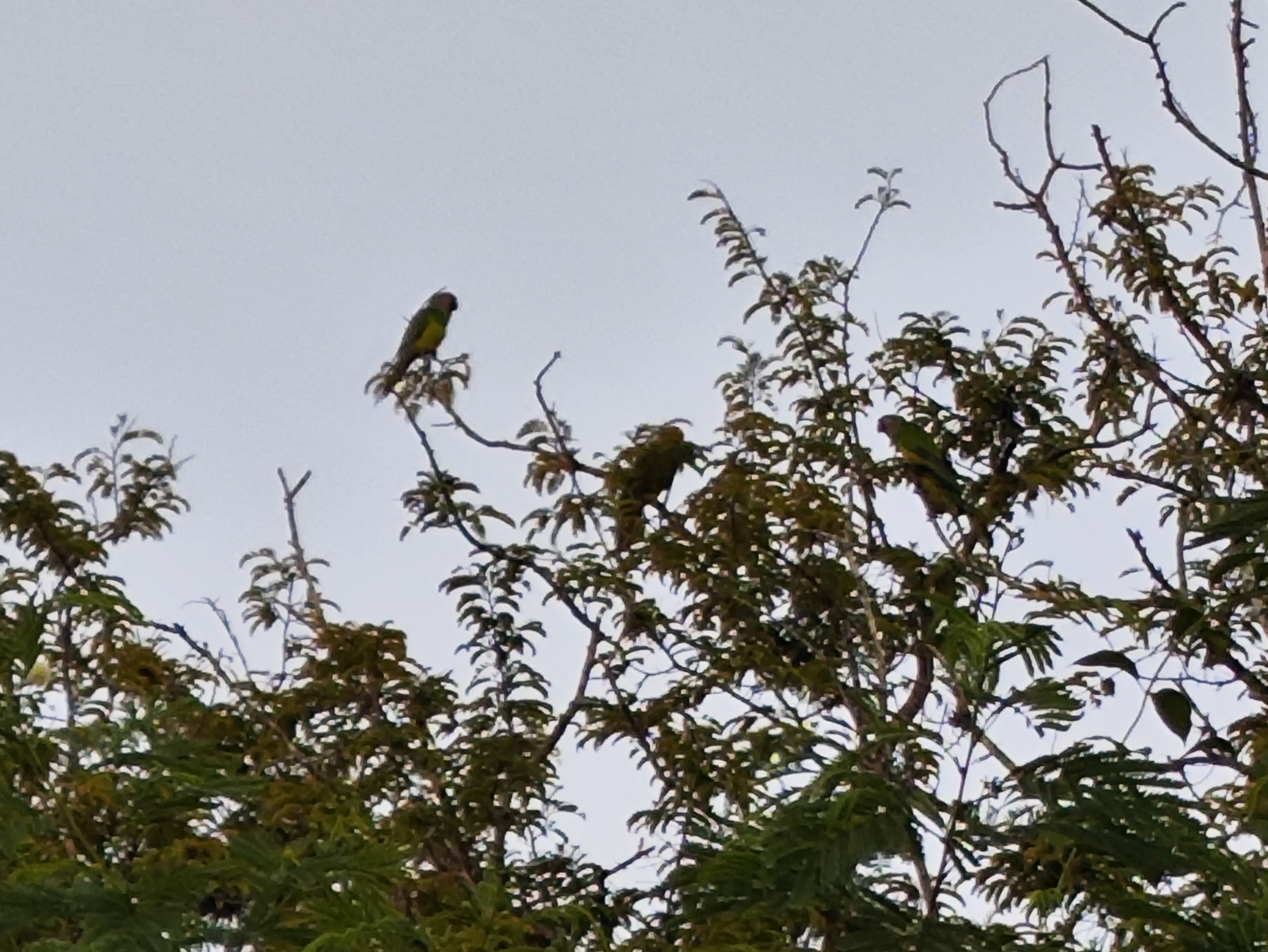 Dusky-headed Parakeet (Aratinga weddellii), photo 4