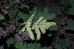 Notholaena sulphurea