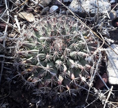 Mammillaria grusonii