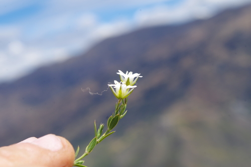 Drymaria auriculipetala