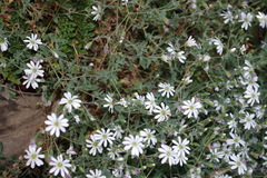 Drymaria stereophylla