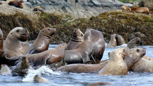 Steller Sea Lion