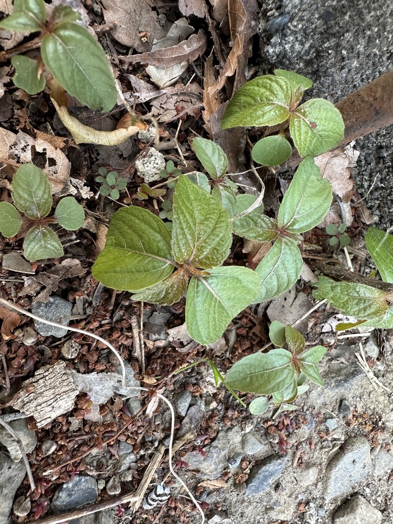 three-seeded mercuries from 本州, 相模原市, 神奈川県, JP on April 26, 2026 at 04: ...