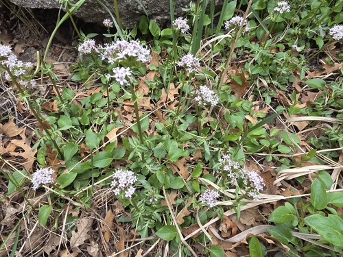 Valeriana arizonica, photograph 4
