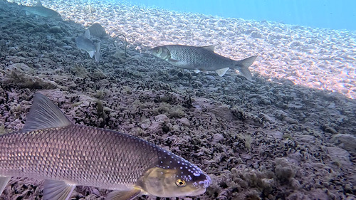 Pearlfish (Rutilus meidingeri) — Cyprinidae — 3