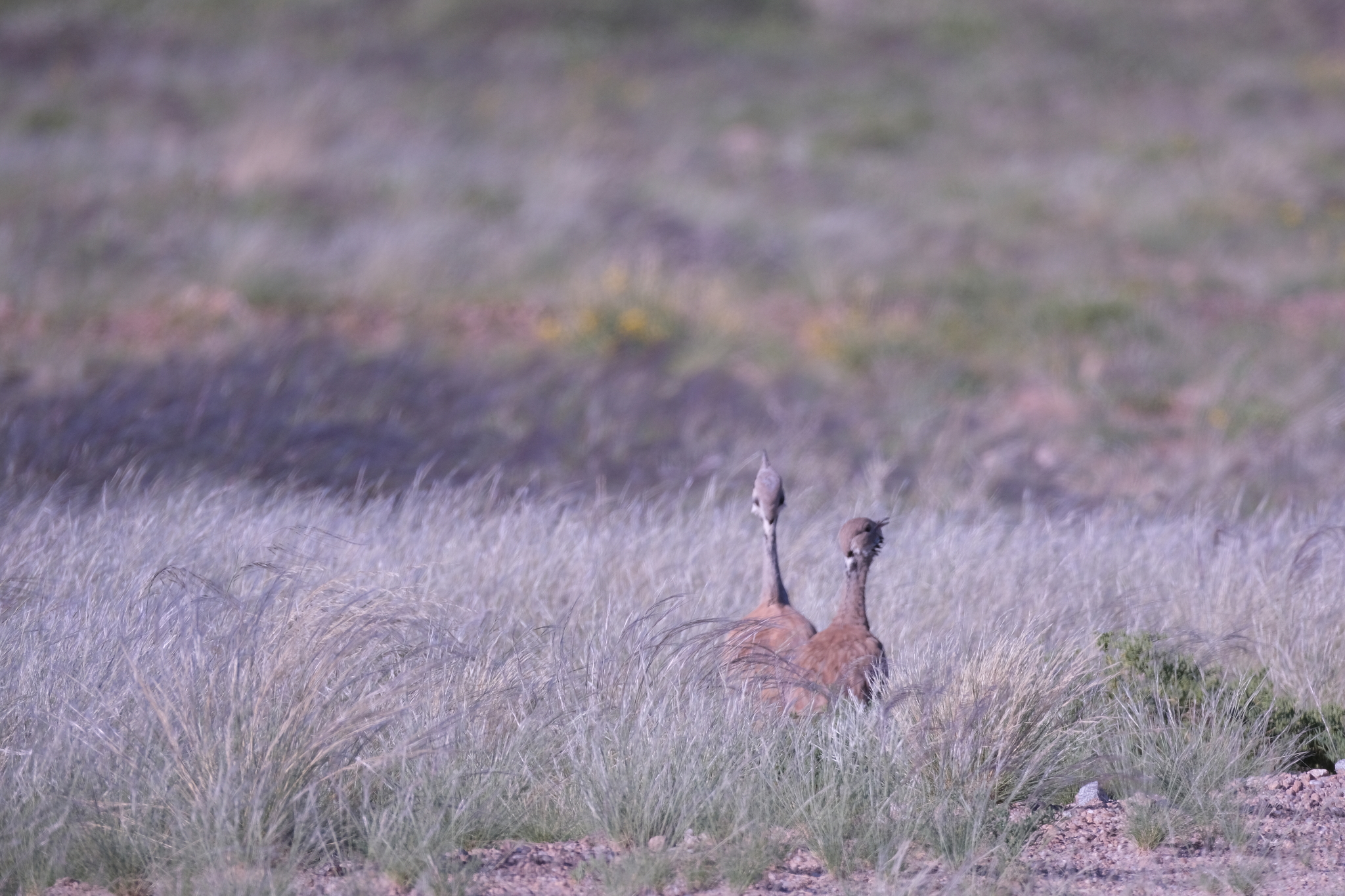Rüppell's Korhaan (Heterotetrax rueppelii), photo 1