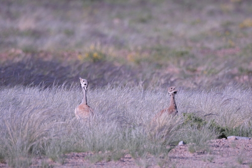 Rüppell's Korhaan (Heterotetrax rueppelii), photo 2