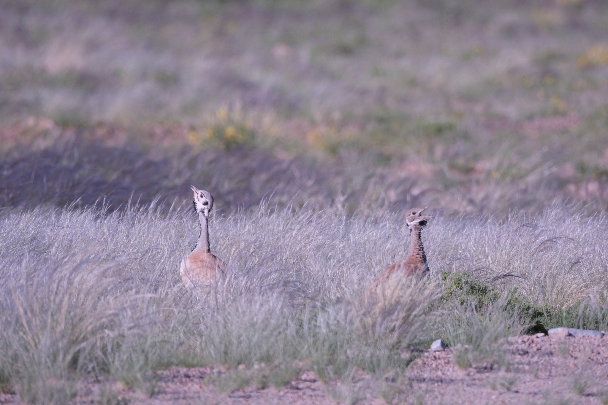 Rüppell's Korhaan (Heterotetrax rueppelii), photo 2