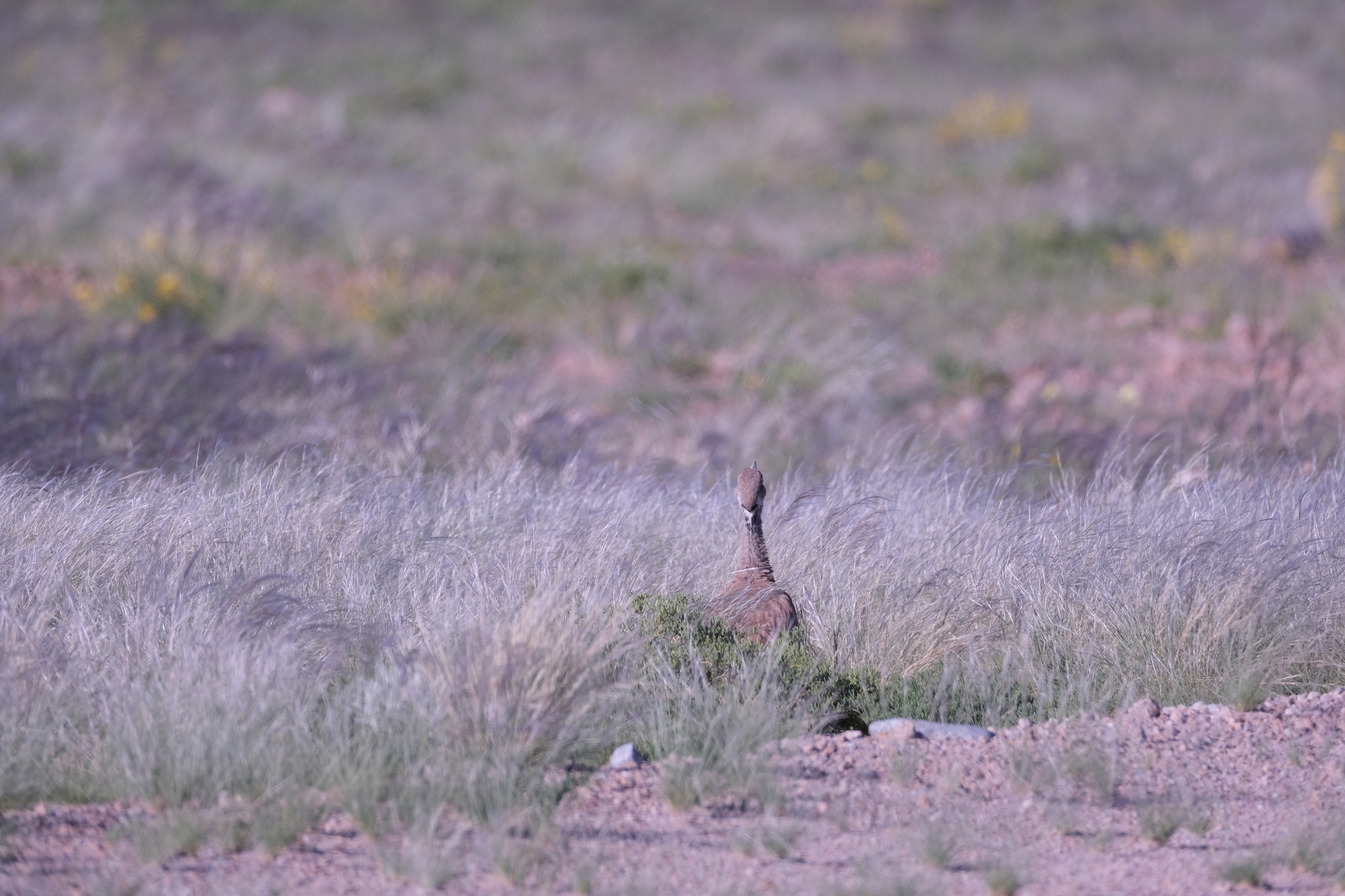 Rüppell's Korhaan (Heterotetrax rueppelii), photo 3