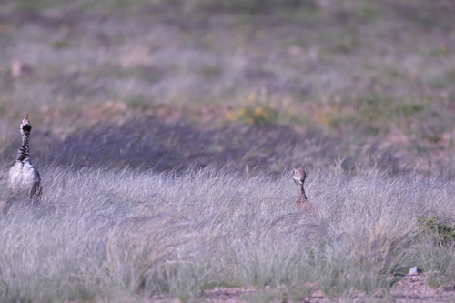 Rüppell's Korhaan (Heterotetrax rueppelii), photo 4