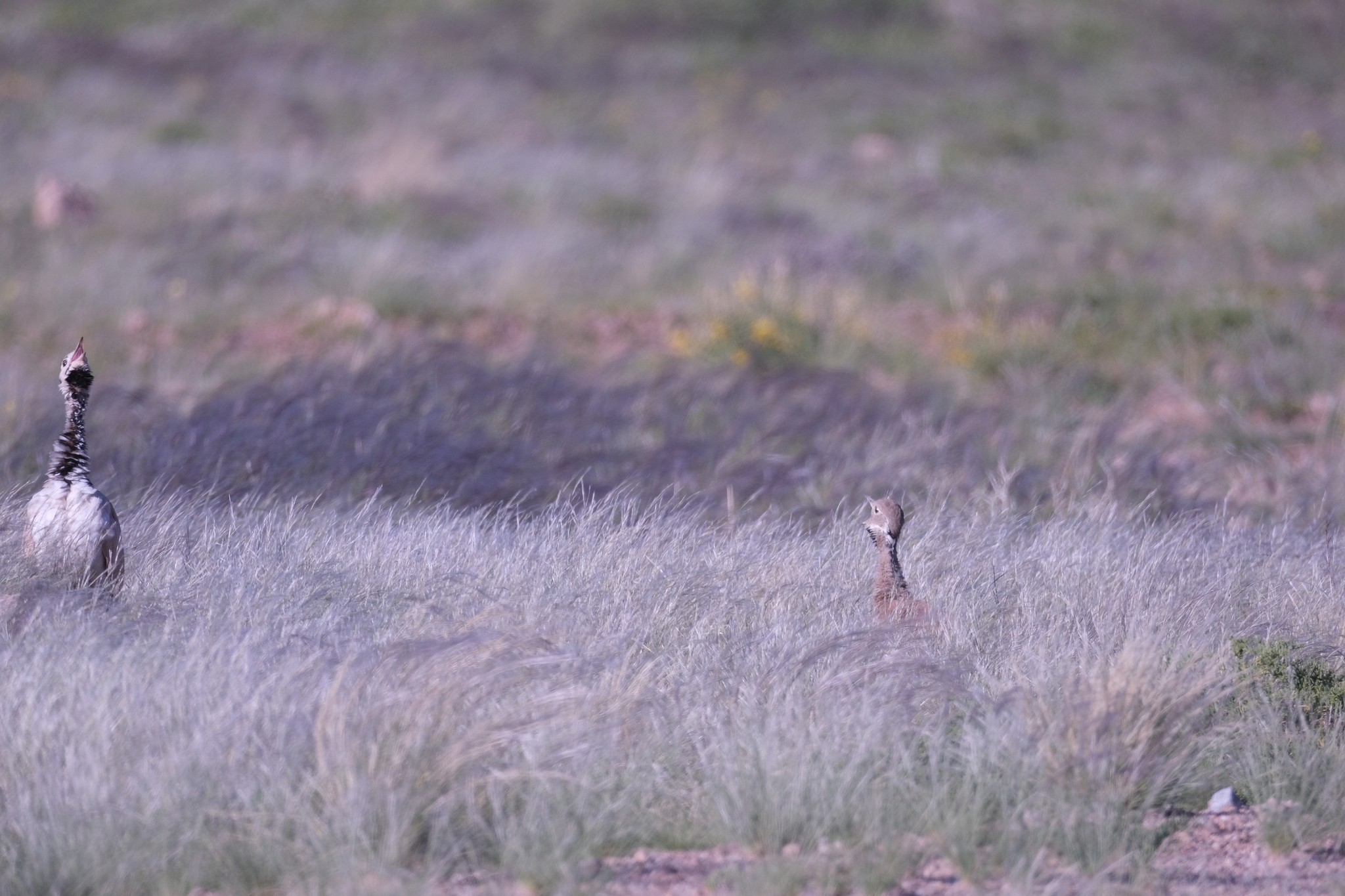 Rüppell's Korhaan (Heterotetrax rueppelii), photo 4