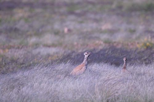 Rüppell's Korhaan (Heterotetrax rueppelii), photo 5