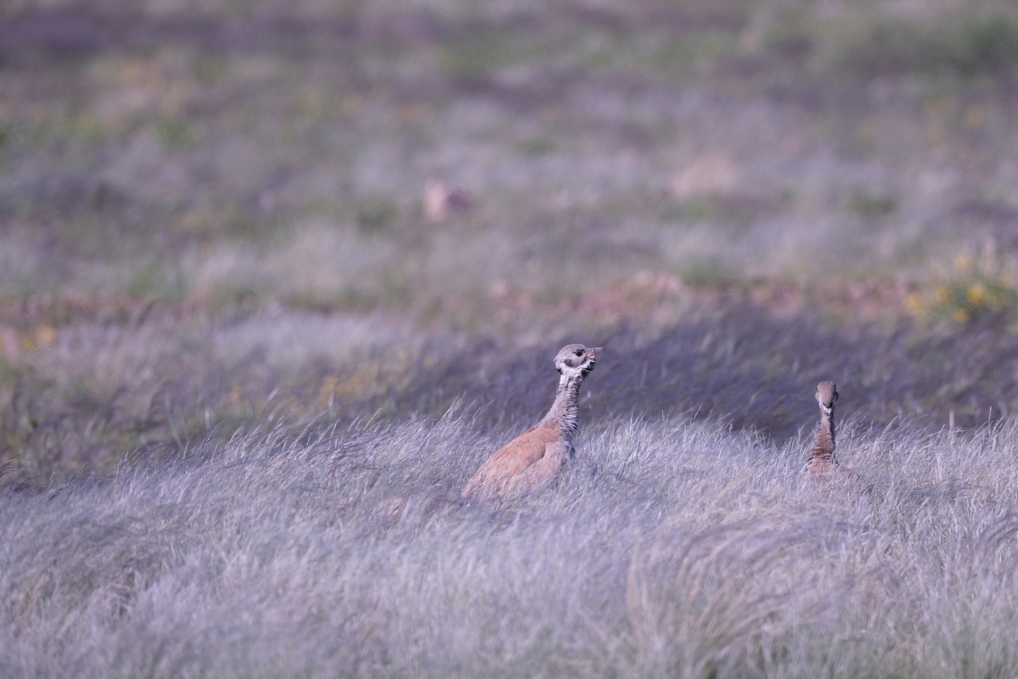 Rüppell's Korhaan (Heterotetrax rueppelii), photo 5