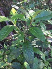 Psychotria loniceroides