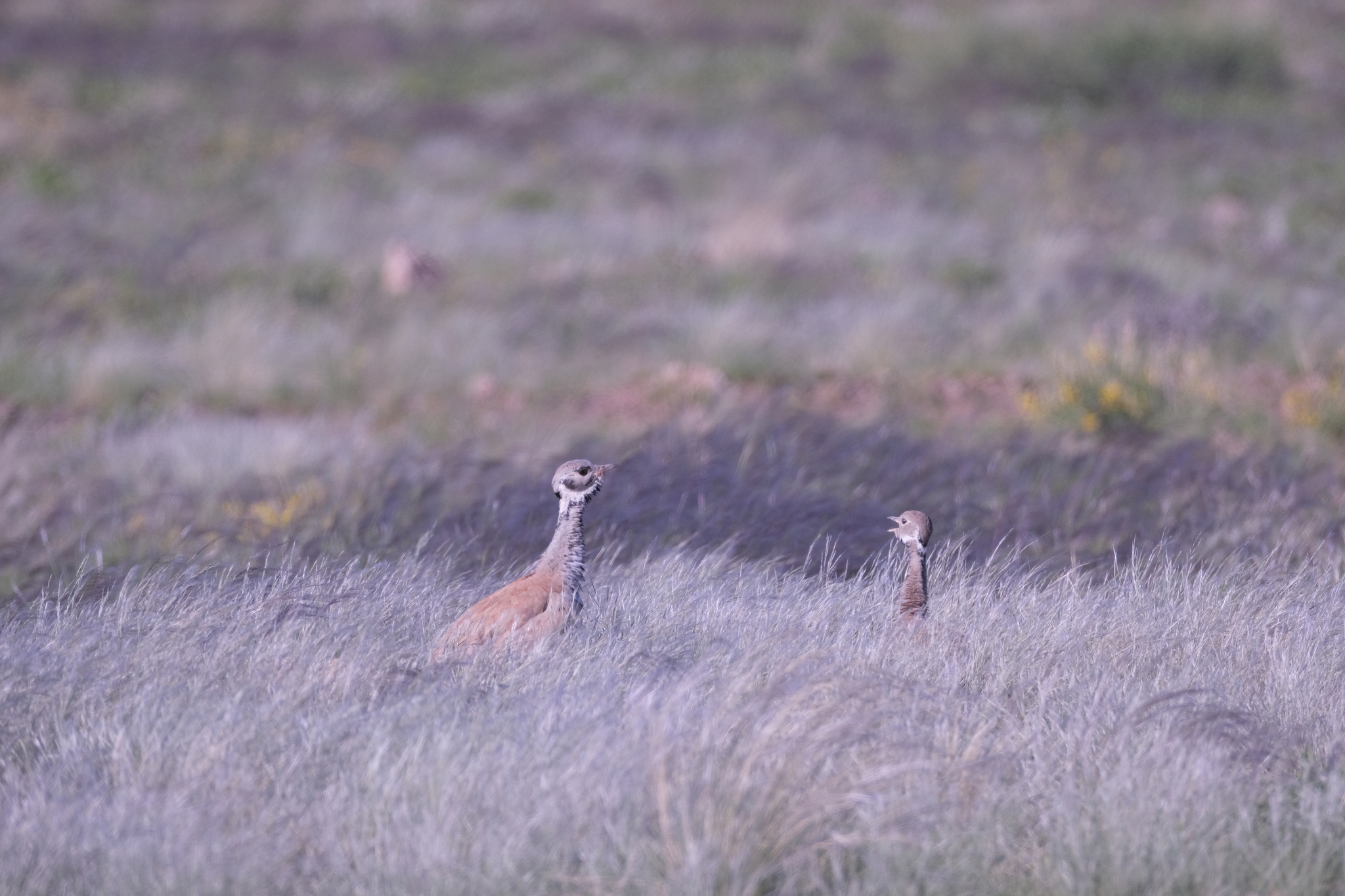 Rüppell's Korhaan (Heterotetrax rueppelii), photo 6