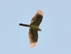 Accipiter striatus chionogaster