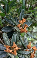 Rhododendron simiarum