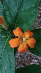 Sphinctanthus aurantiacus