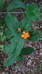 Sphinctanthus aurantiacus