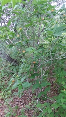 Sphinctanthus aurantiacus