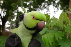 Psittacula krameri