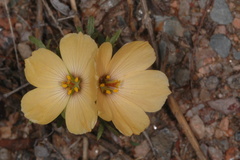 Turnera sidoides