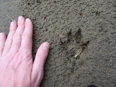 Myocastor coypus