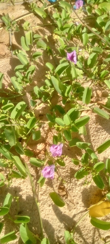 Beach Morning Glory