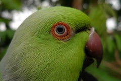 Psittacula krameri