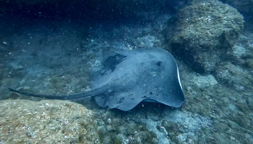 Round fantail stingray (Taeniura grabata) — Dasyatidae — 3