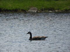 Branta canadensis