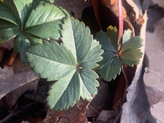 Potentilla canadensis
