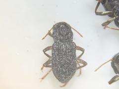 Microcylloepus