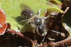 Andrena bradleyi