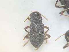 Microcylloepus