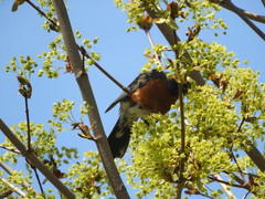 Turdus migratorius