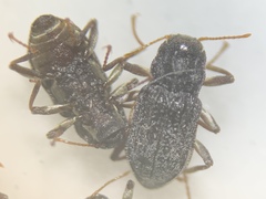 Microcylloepus