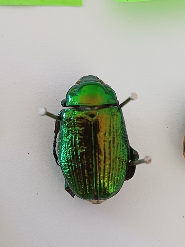 Pelidnota kirbyi