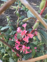 Clarkia unguiculata