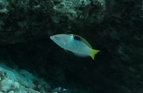 Halichoeres hortulanus