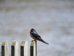 Hirundo rustica