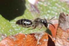 Andrena bradleyi