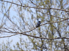 Hirundo rustica