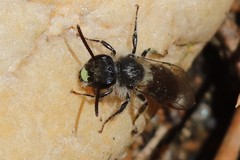 Andrena bradleyi